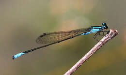 Image of Acanthagrion quadratum Selys 1876