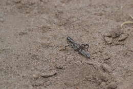 Слика од Melanoplus splendidus Hebard 1920