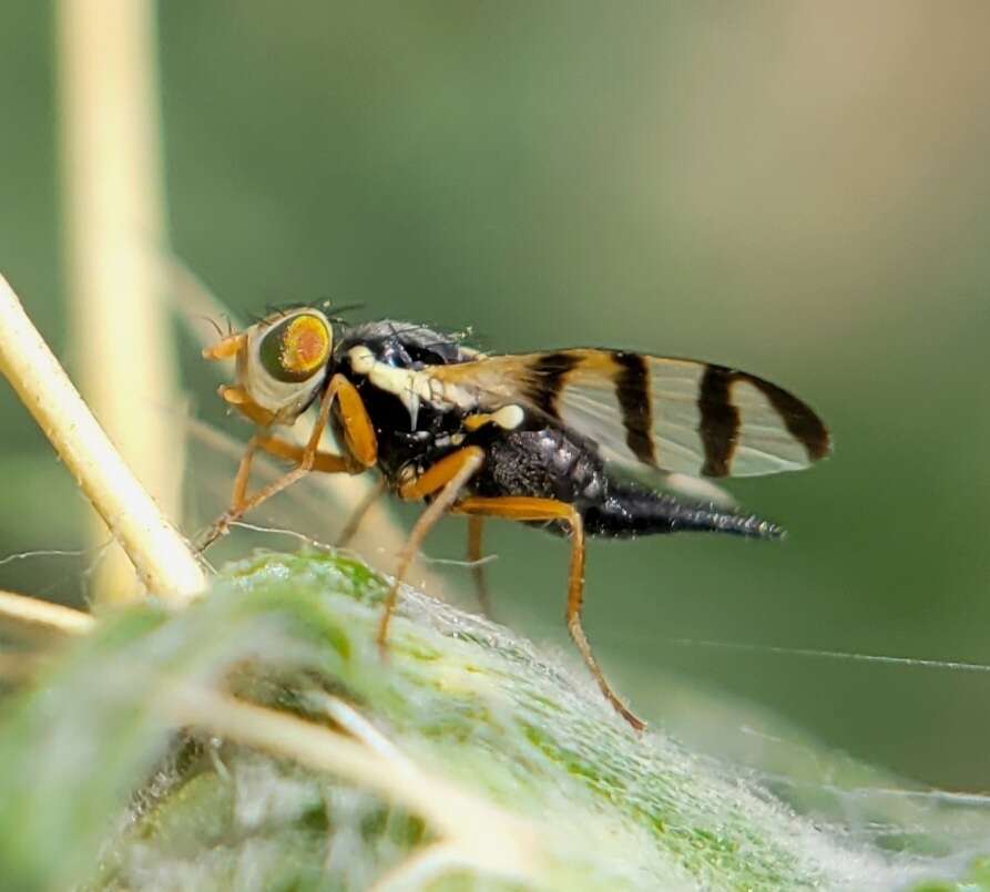 Imagem de Urophora sirunaseva (Hering 1938)