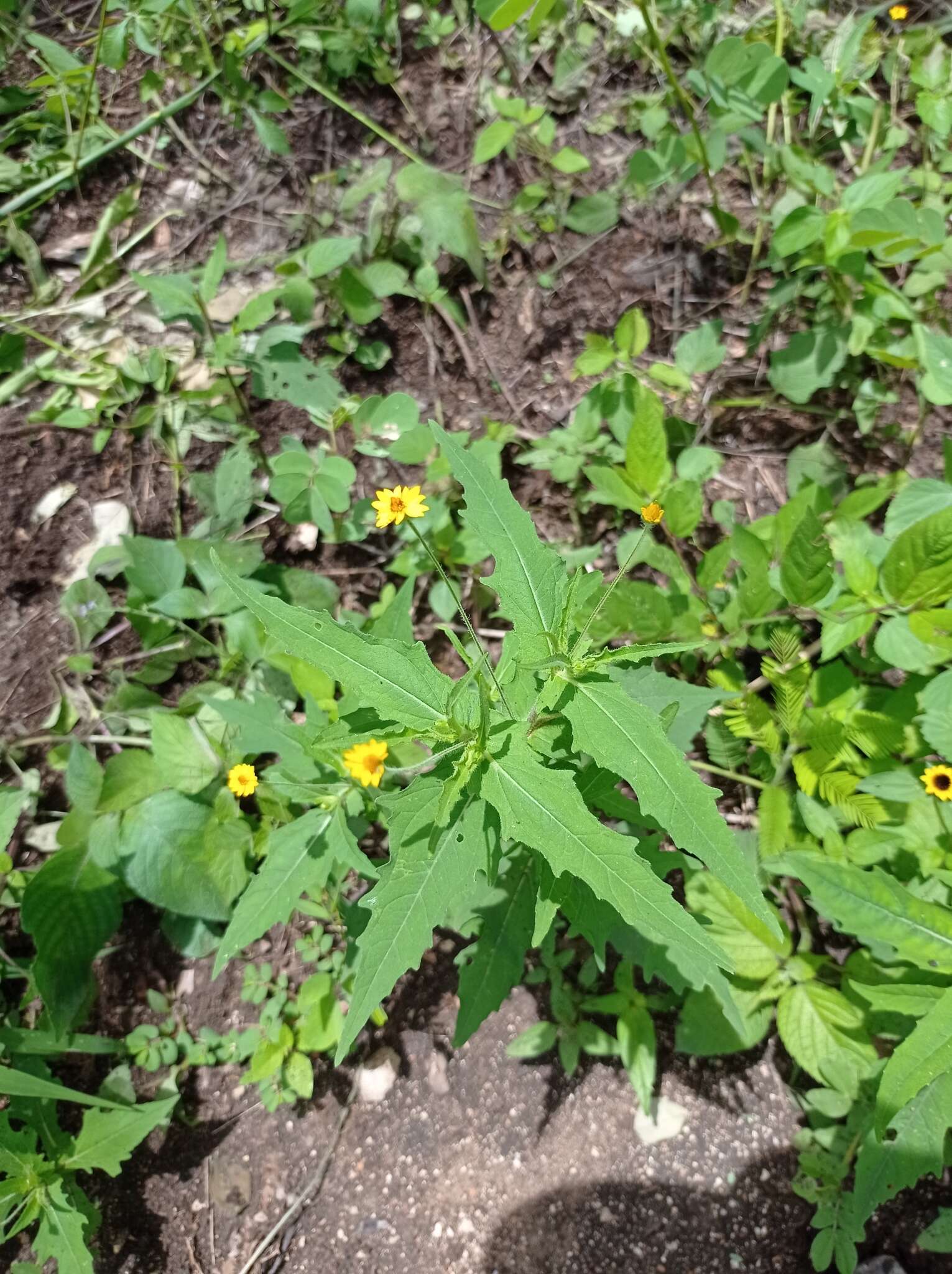 Image de Melampodium paniculatum Gardn.