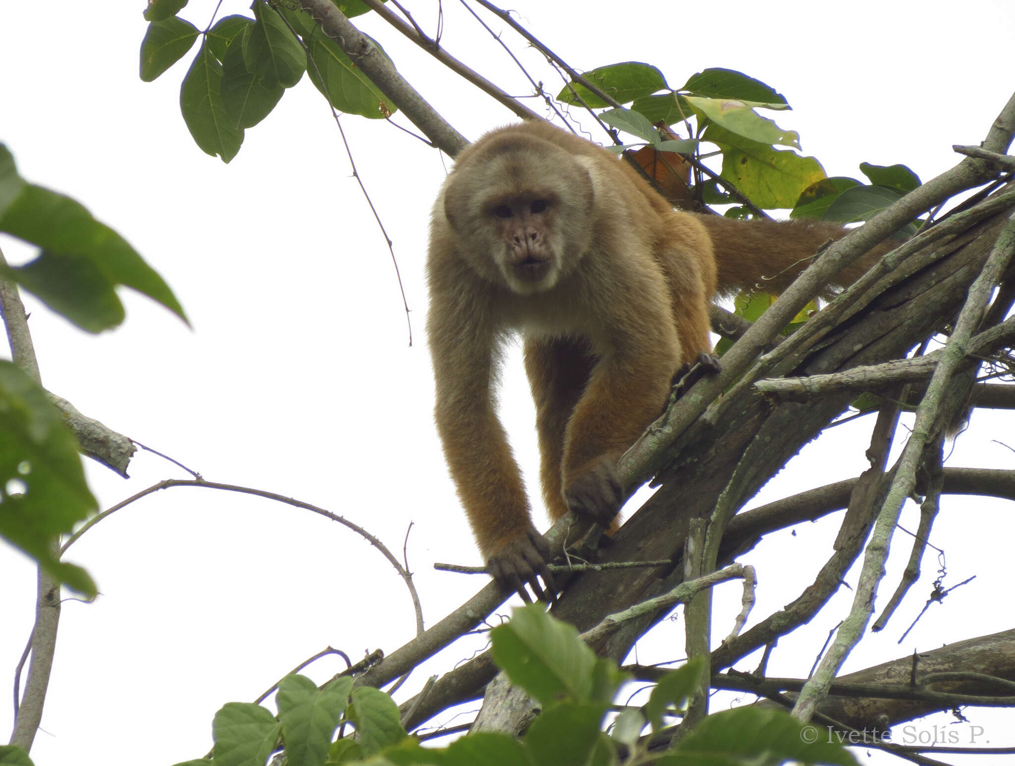 Image of Ecuadorian capuchin