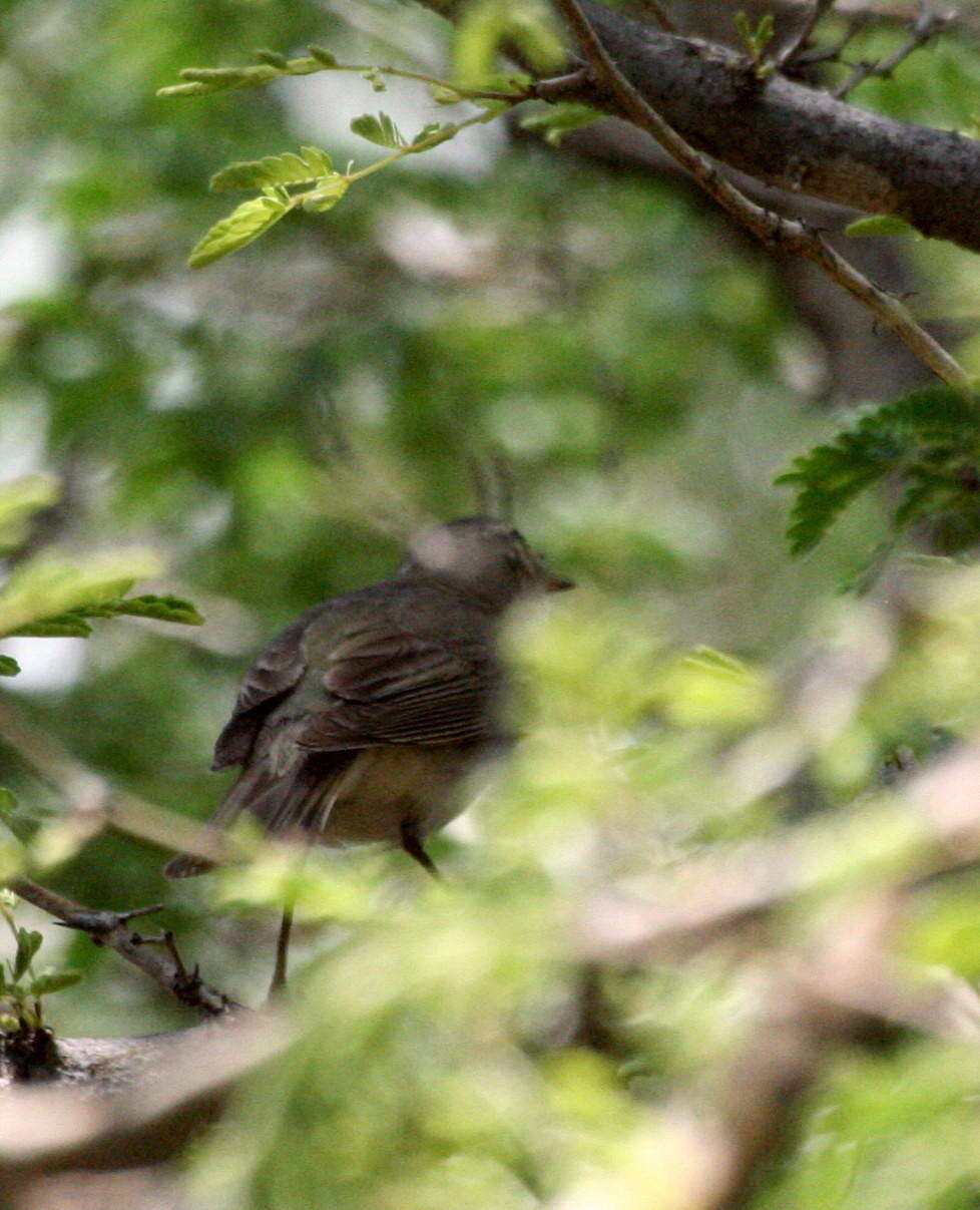 Image of Phylloscopus trochilus acredula (Linnaeus 1758)