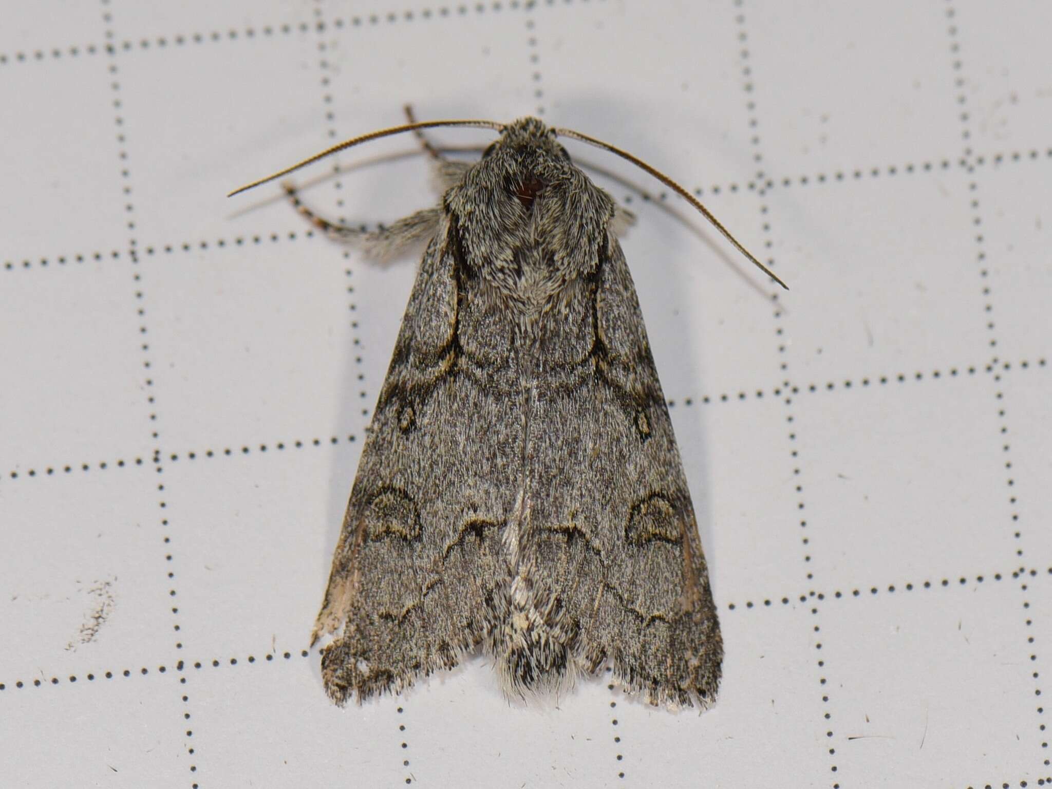 Image of Acronicta tota Grote 1878