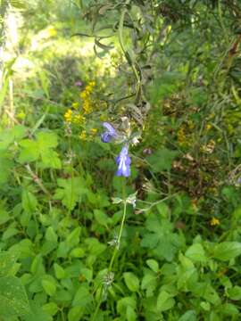 Image of Salvia prunelloides Kunth