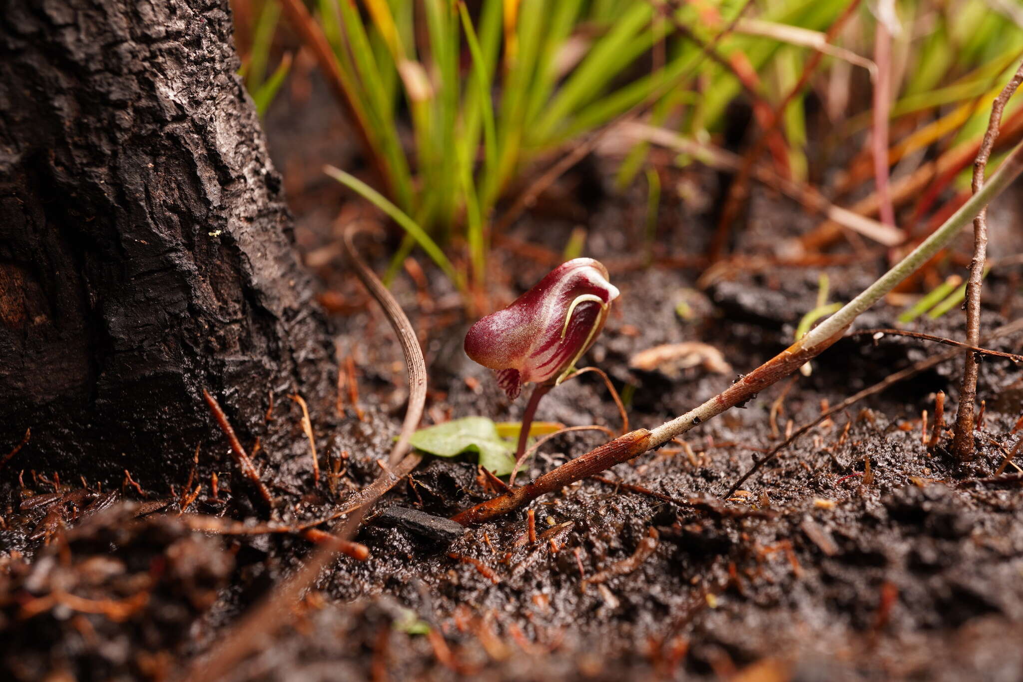 Image of Corybas fordhamii (Rupp) Rupp