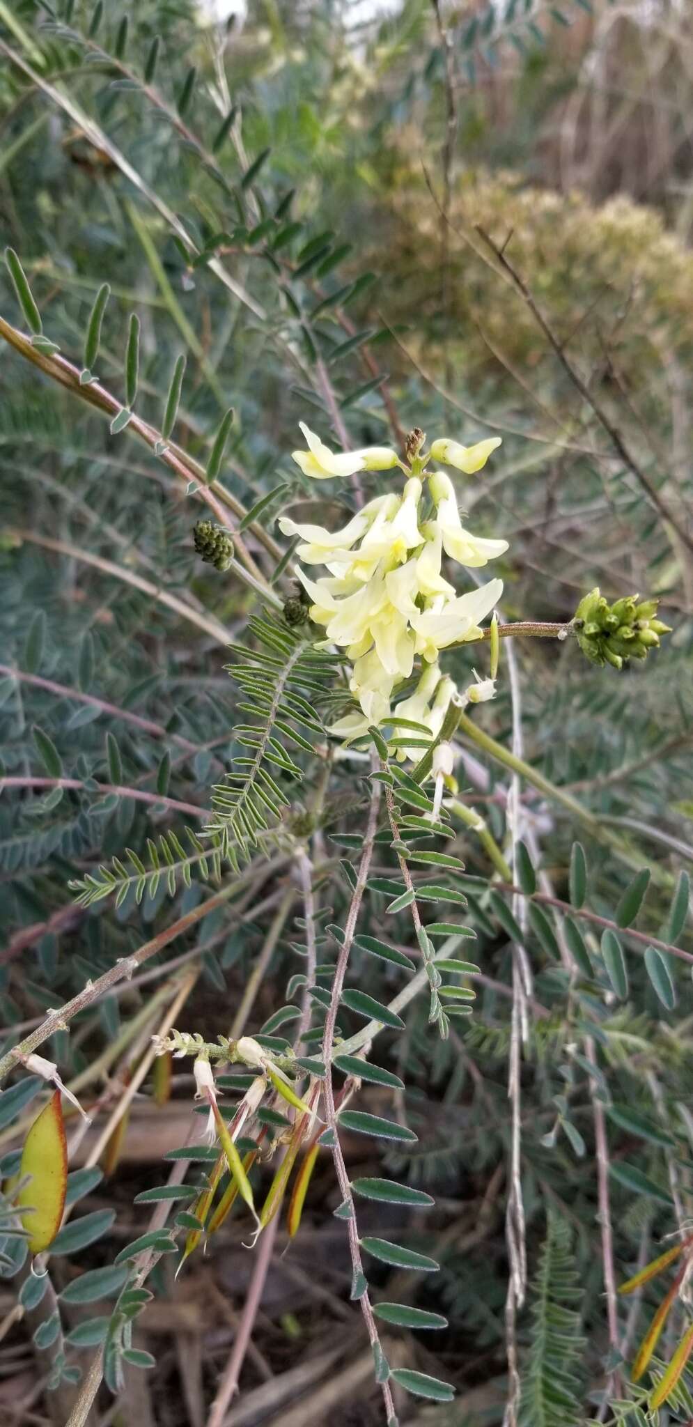 Image of Santa Barbara milkvetch