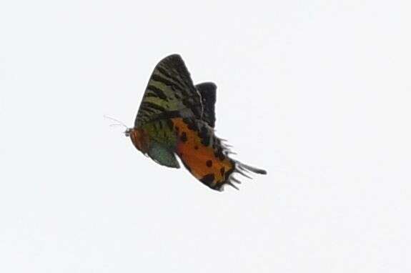 Image of Madagascan Sunset Moth