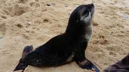 Image of Amsterdam Island Fur Seal