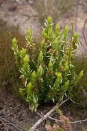 Image of Erica plukenetii subsp. penicillata (Andrews) E. G. H. Oliv. & I. M. Oliv.