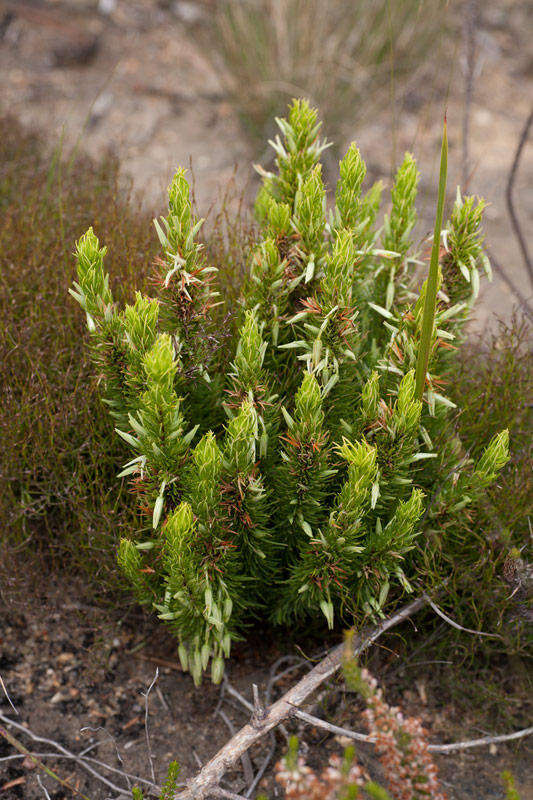 Image of Erica plukenetii subsp. penicillata (Andrews) E. G. H. Oliv. & I. M. Oliv.