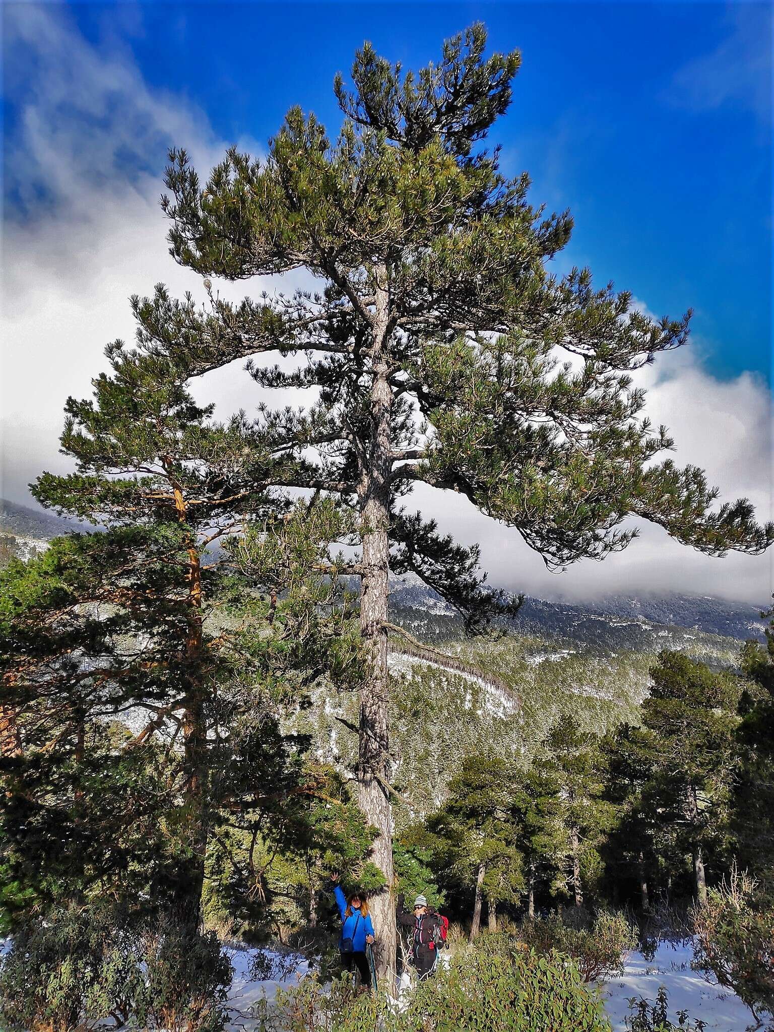 Image of Pinus nigra subsp. salzmannii (Dunal) Franco