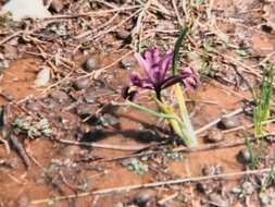 Plancia ëd Iris reticulata M. Bieb.