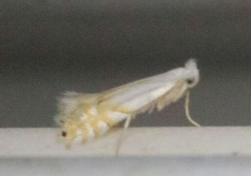 Image de Phyllonorycter clemensella (Chambers 1871)