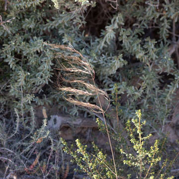 Image of Austrostipa acrociliata (Reader) S. W. L. Jacobs & J. Everett