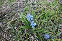 Image of Bellevalia hyacinthoides (Bertol.) K. Perss. & Wendelbo