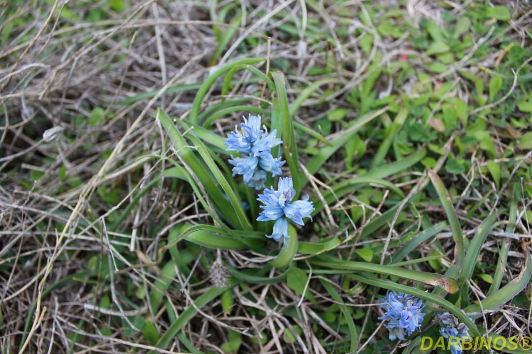 Imagem de Bellevalia hyacinthoides (Bertol.) K. Perss. & Wendelbo