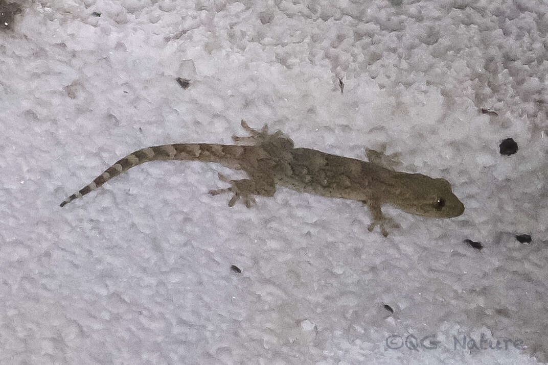 Image of Hokou Gecko