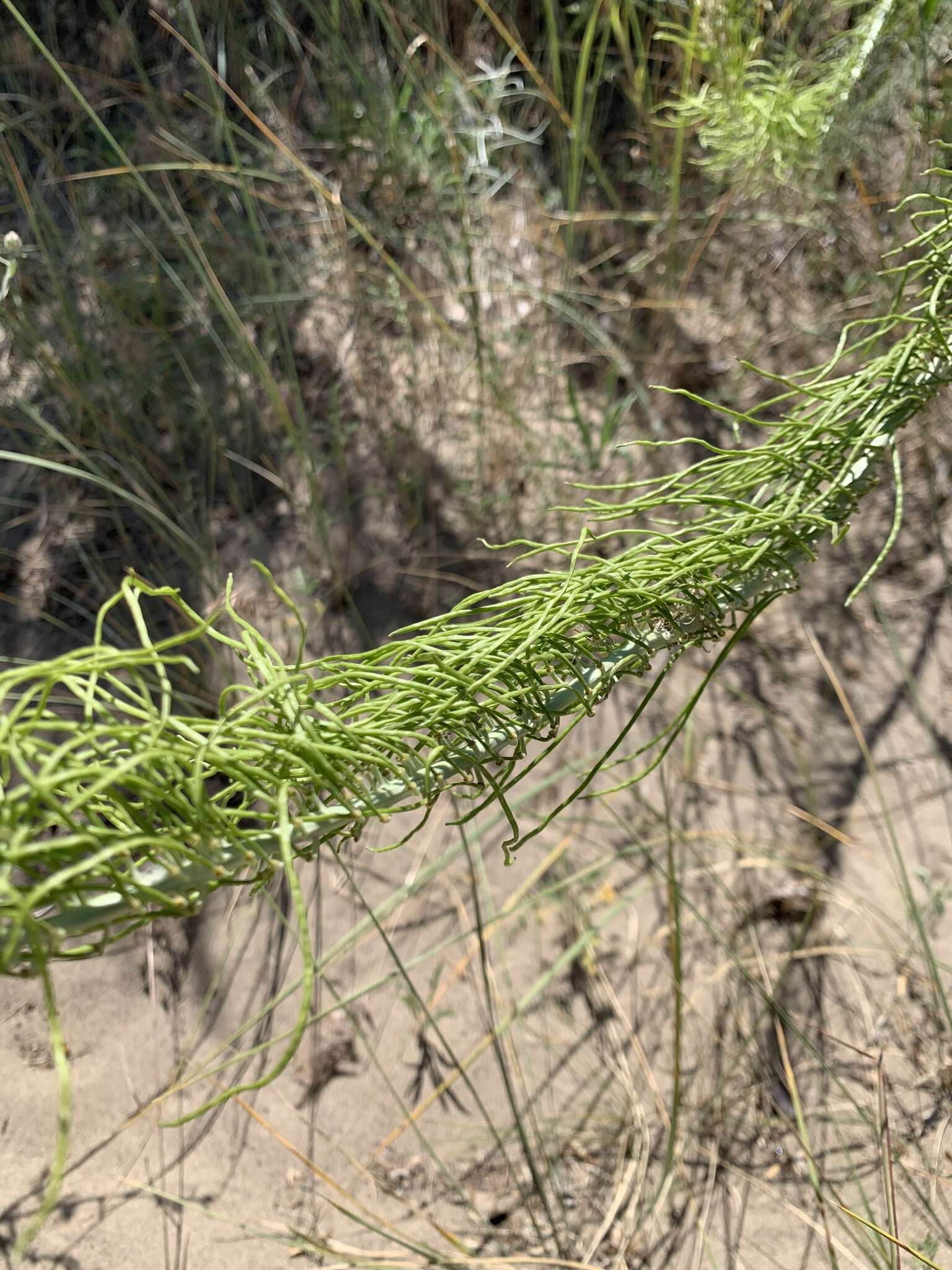 Image of manyflower thelypody