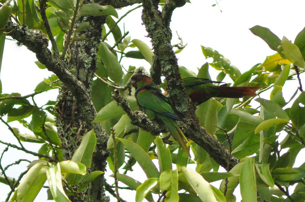 Image of Blue-throated Parakeet