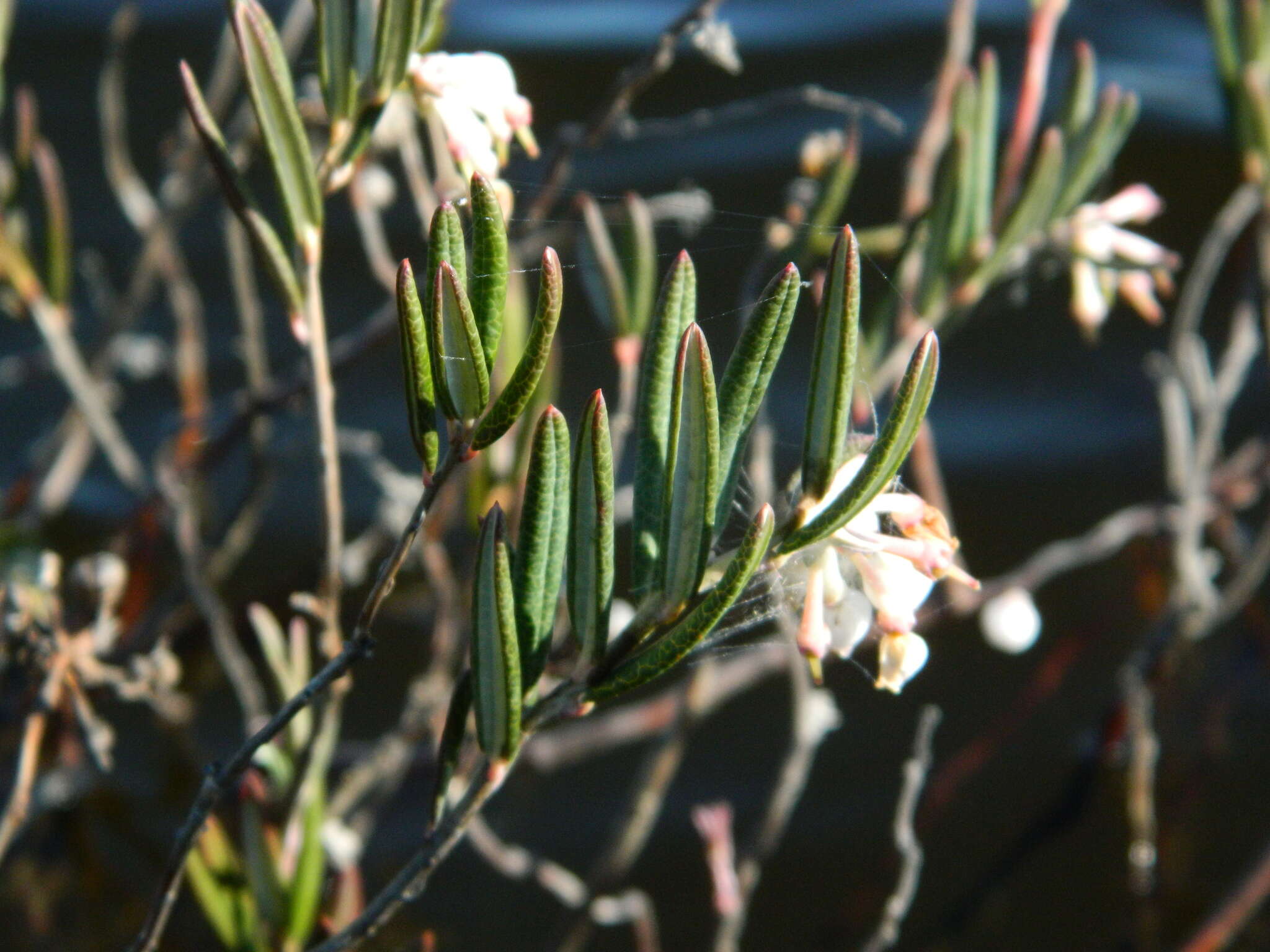 Image of bog rosemary