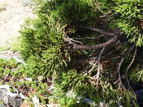 Image of western juniper