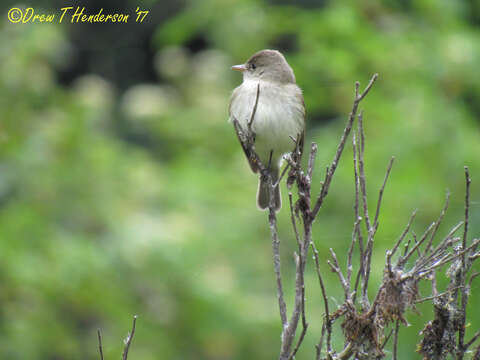 Image of Willow Flycatcher