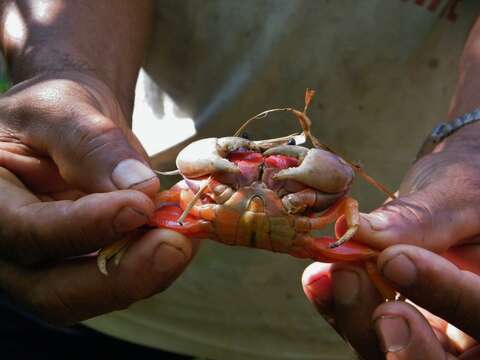 Image of Mexican Land Crab