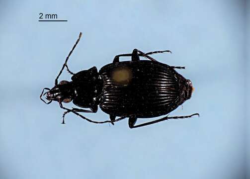 Image of Agonum (Olisares) melanarium Dejean 1828