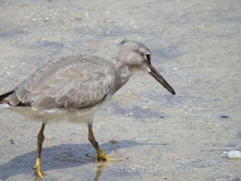 Image of Gray-tailed Tattler