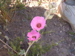 Image of Sphaeralcea mendocina Phil.