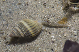 Image of Nassarius livescens (Philippi 1849)