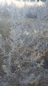 Image of Echium italicum subsp. biebersteinii (Lacaita) Greuter & Burdet