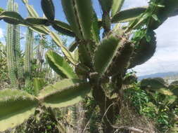 Image of Leptocereus paniculatus (Lam.) D. R. Hunt