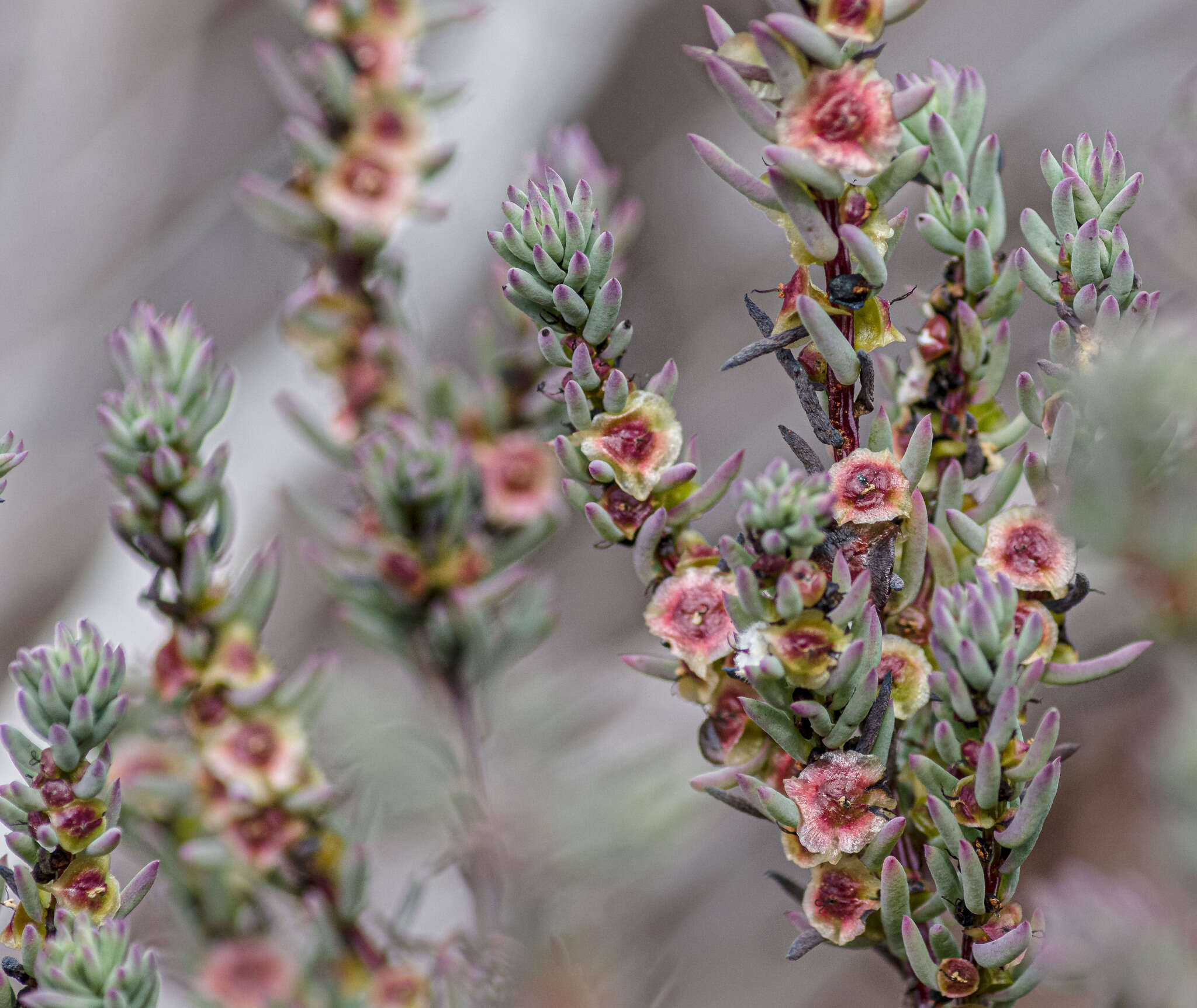 Image of Three-wing Bluebush