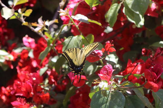 Слика од Papilio multicaudata Kirby 1884