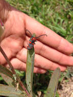 Sivun Tetraopes umbonatus Le Conte 1852 kuva