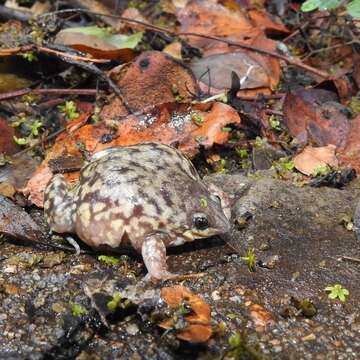 Image of Marbled Snout-burrower