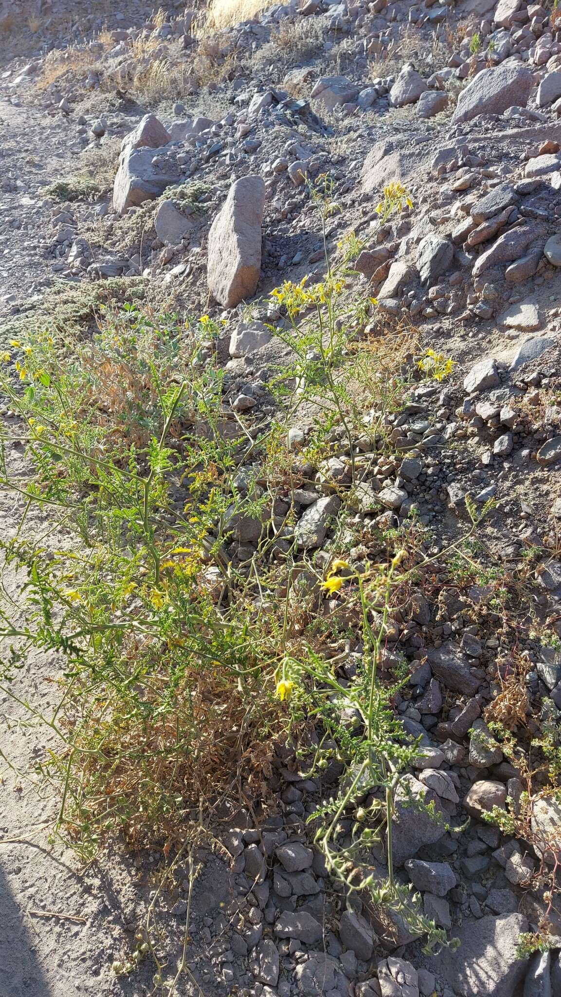 Image of Solanum chilense (Dun.) Reiche