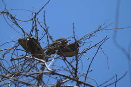 Image of Gonolobus naturalistae