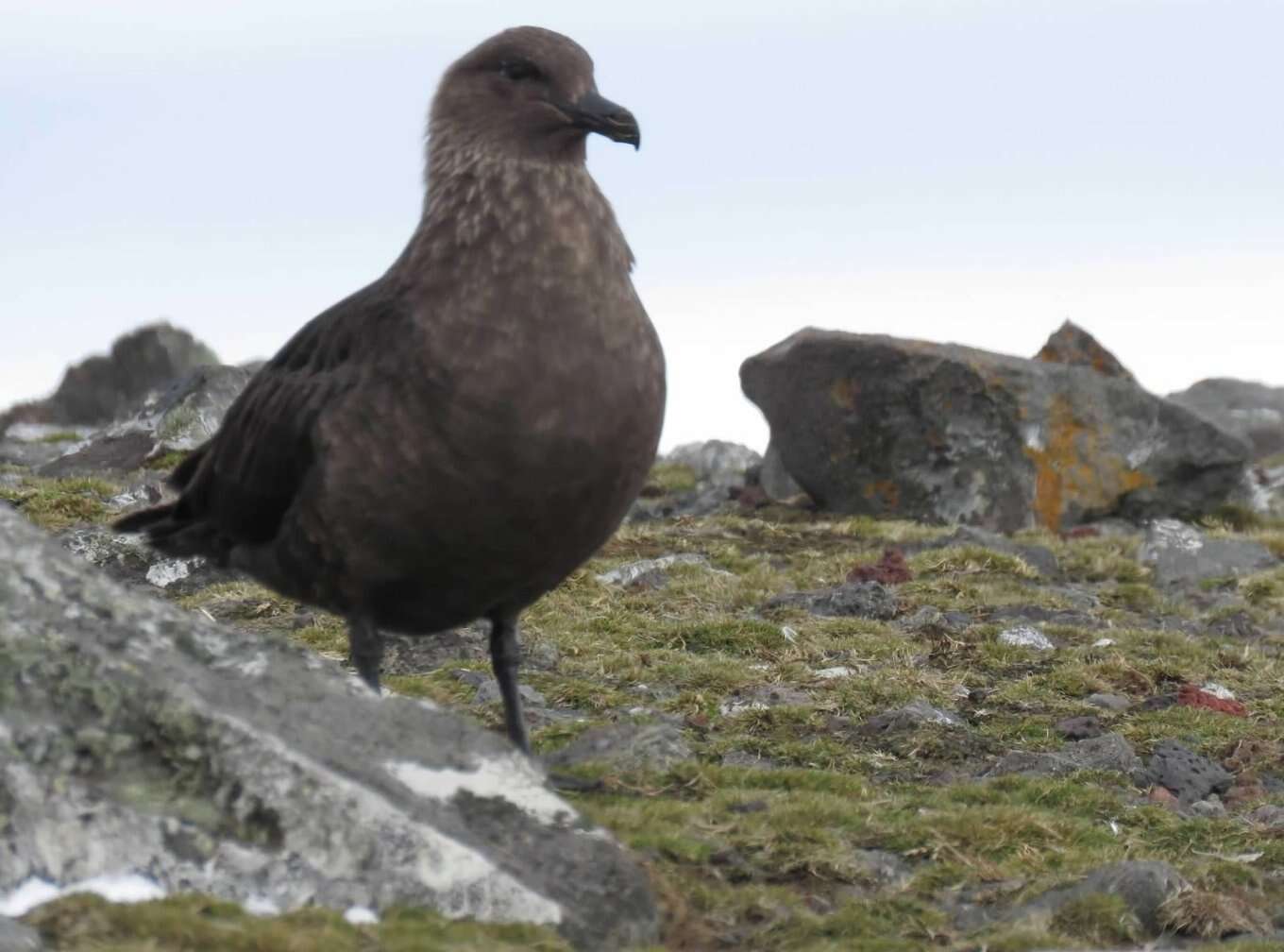 Image of South Polar Skua