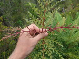 Image of Lomatia ferruginea R. Br.