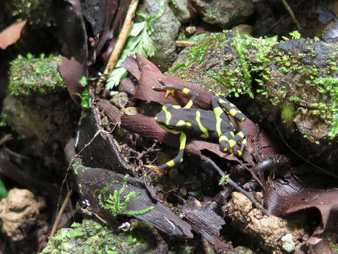 Image of Pirre Harlequin Frog