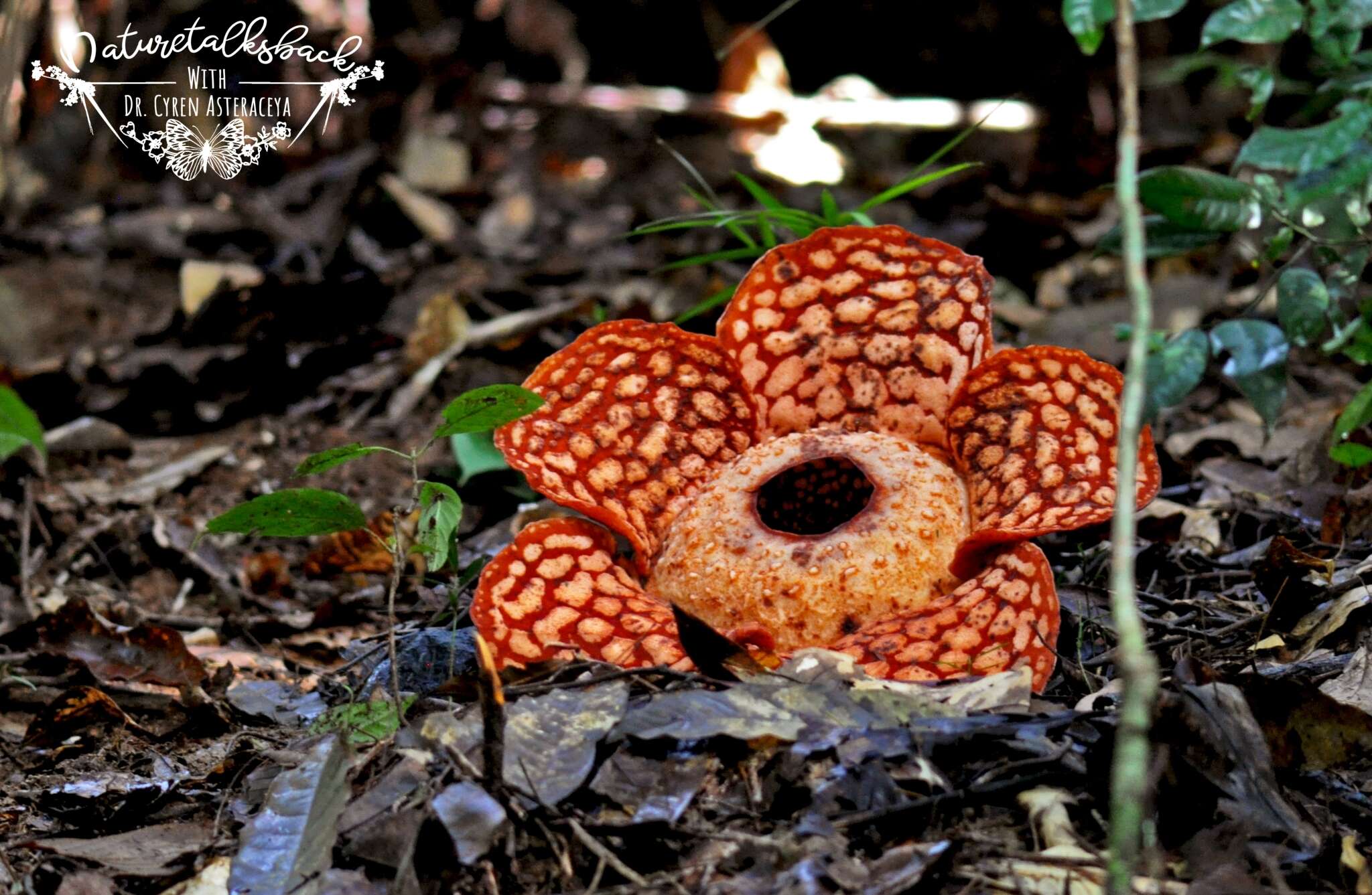 Image of Rafflesia cantleyi Solms