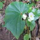 Image of Begonia barkleyana L. B. Sm.