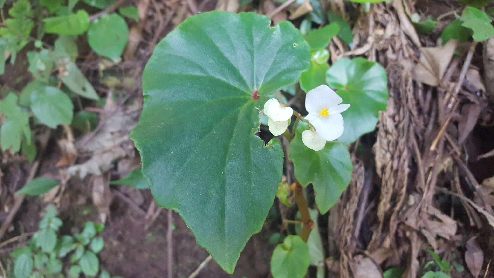 Слика од Begonia barkleyana L. B. Sm.