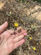 Plancia ëd Centaurea procurrens Sieb. ex Spreng.