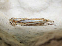 Image of Pasture Grass-veneer