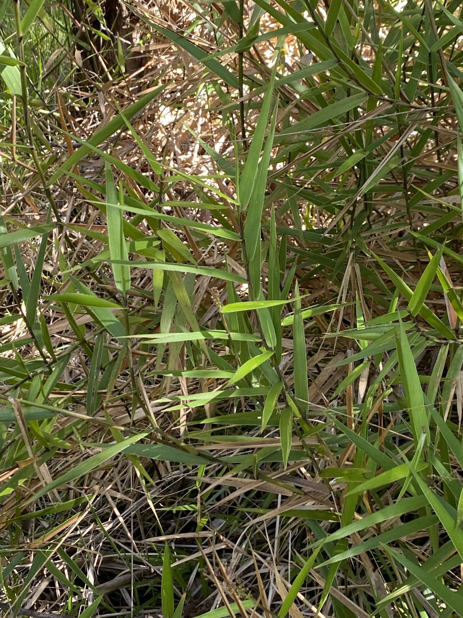 Plancia ëd Isachne distichophylla Munro ex Hillebr.