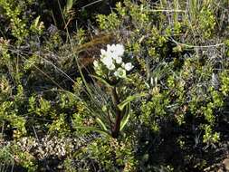 Image of Gentianella corymbifera subsp. corymbifera