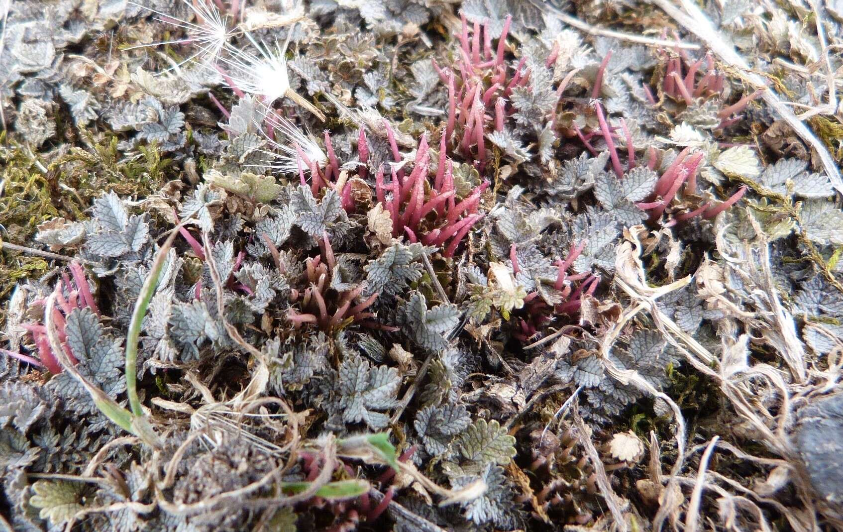 Image of Acaena buchananii Hook. fil.